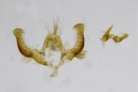 Zeiraphera isertana