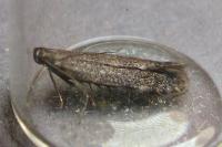 Monochroa inflexella