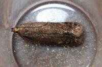Monochroa inflexella