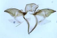 Monochroa inflexella