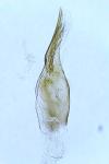 Monochroa inflexella