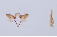 Monochroa inflexella