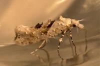 Ypsolopha asperella