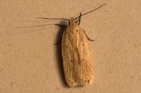 Agonopterix pallorella