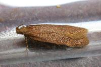 Bryotropha terrella