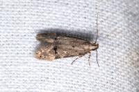 Teleiodes vulgella