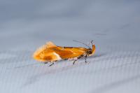 Epicallima formosella