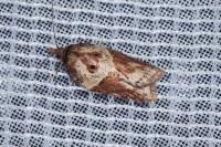 Acleris