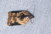 Acleris variegana