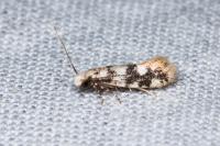 Infurcitinea