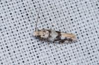 Infurcitinea