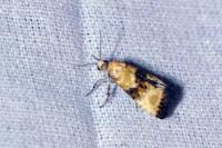 Eupoecilia angustana