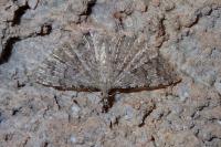 Alucita bidentata