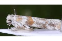 Cedestis gysseleniella