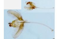 Cedestis gysseleniella