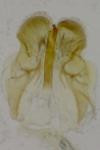 Caloptilia fribergensis