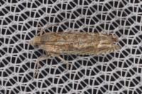 Eucosma