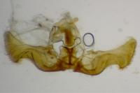 Eucosma