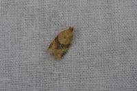 Clepsis consimilana