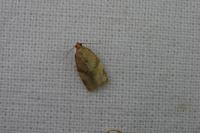 Clepsis consimilana