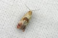Neocochylis millierana