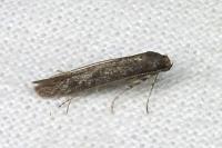 Haplochrois buvati