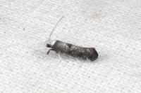 Paraswammerdamia albicapitella