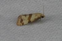 Phalonidia contractana