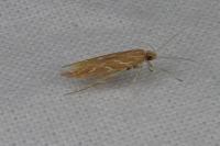 Pyroderces argyrogrammos