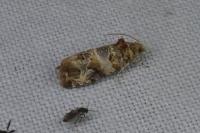 Lobesia botrana