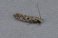 Nemapogon