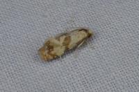 Phalonidia contractana