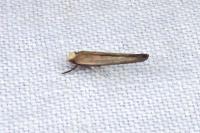 Zelleria hepariella