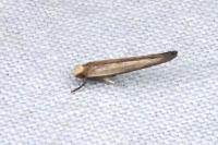 Zelleria hepariella