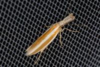 Pleurota aristella