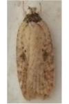 Agonopterix subpropinquella