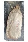 Agonopterix
