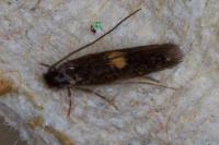 Neurothaumasia tenuipennella