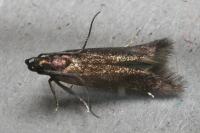 Monochroa tenebrella