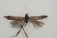 Monochroa tenebrella