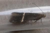 Aproaerema cinctella