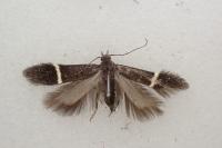 Aproaerema cinctella
