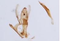 Aproaerema cinctella