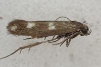 Scythris scopolella