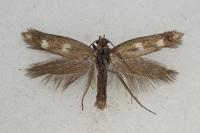 Scythris scopolella