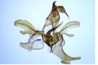 Scythris scopolella