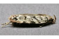 Psoricoptera gibbosella