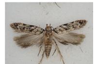 Psoricoptera gibbosella