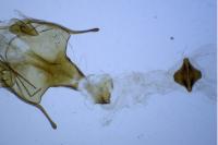 Psoricoptera gibbosella