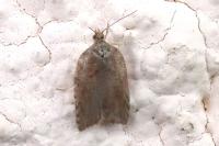 Acleris
